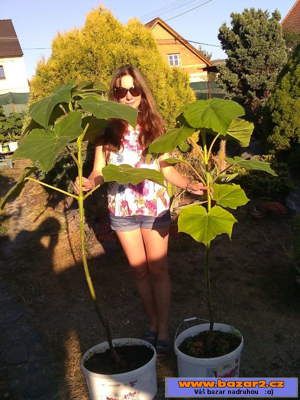 Paulovnie (Paulownia) 