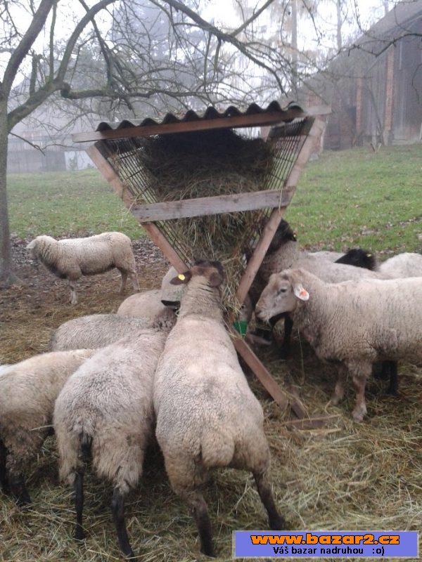 Prodáme dospělé ovečky a beránka