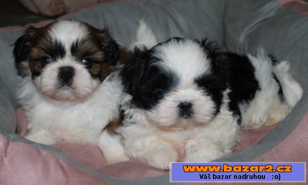 Štěňátka Shih-tzu s PP