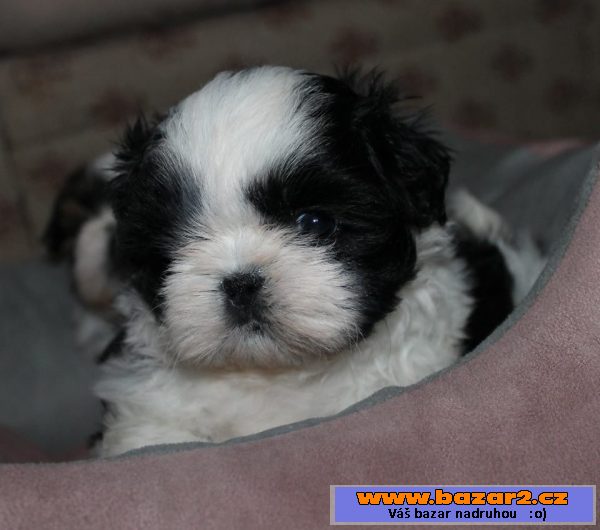 Štěňátka Shih-tzu s PP