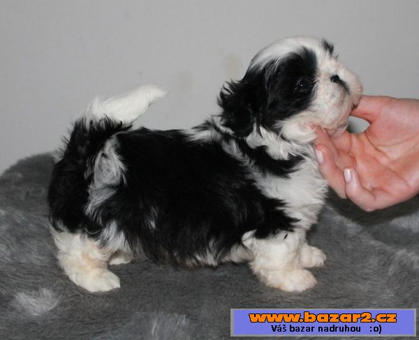 Štěňátka Shih-tzu s PP