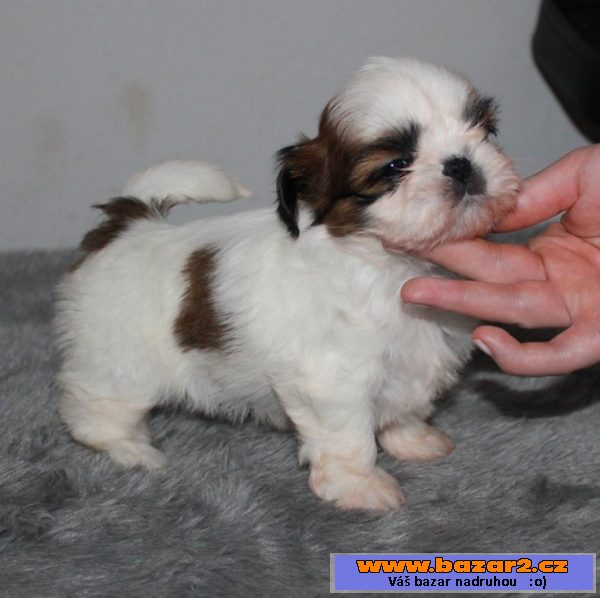 Štěňátka Shih-tzu s PP