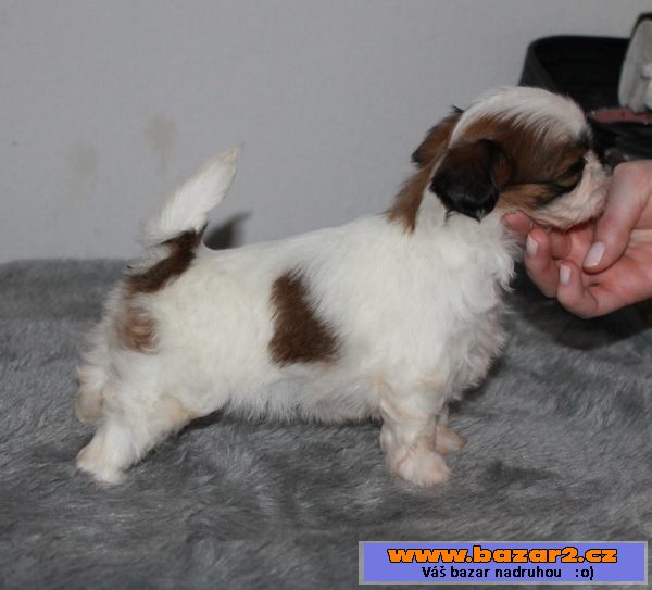 Štěňátka Shih-tzu s PP