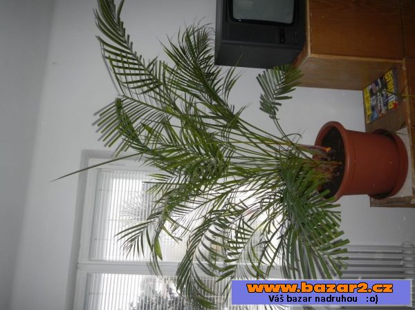 Pokojová palma (Areca lutescens)