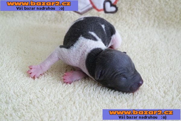 Americký bezsrstý teriér