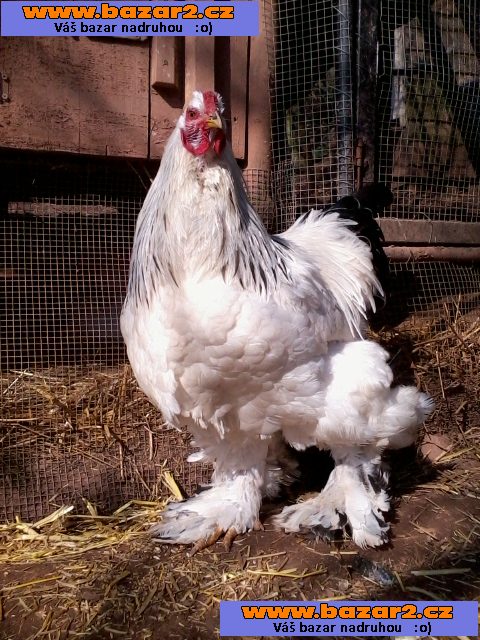 Brahmánka bílá kolumbijská velká kohout