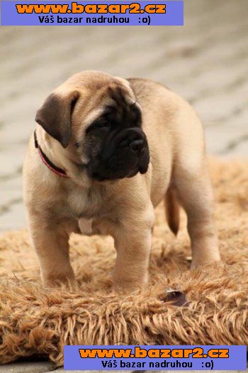 Bullmastif, bulmastif, bullmastiff s PP