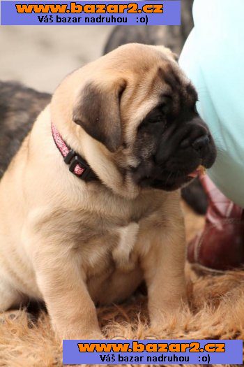 Bullmastif, bulmastif, bullmastiff s PP