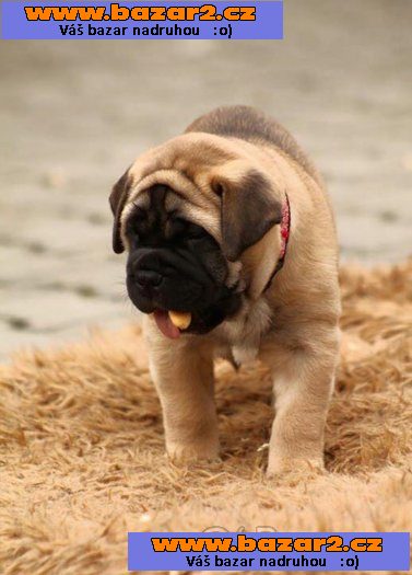 Bullmastif, bulmastif, bullmastiff s PP