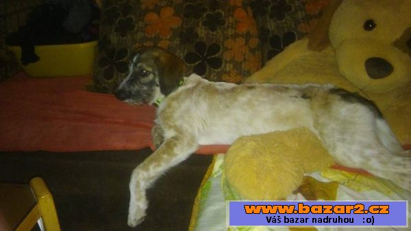 Odie - fena, štěně 20-24 týdnů