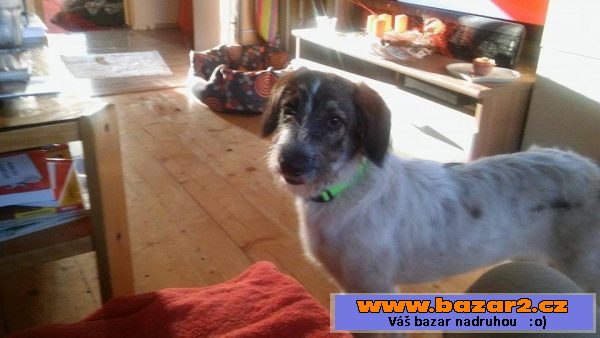 Odie - fena, štěně 20-24 týdnů