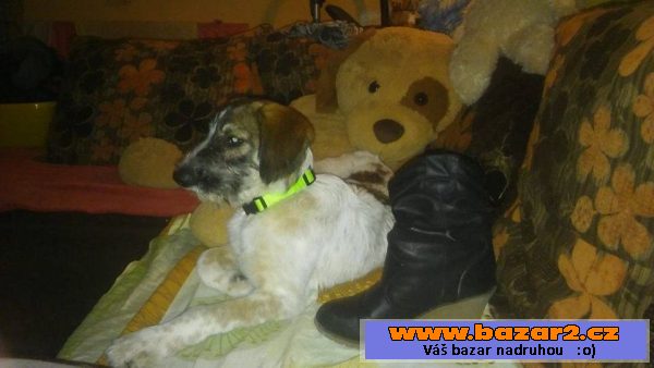 Odie - fena, štěně 20-24 týdnů