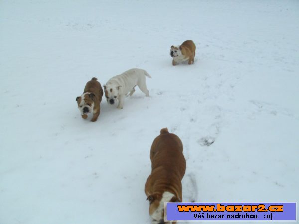 Anglický buldog 
