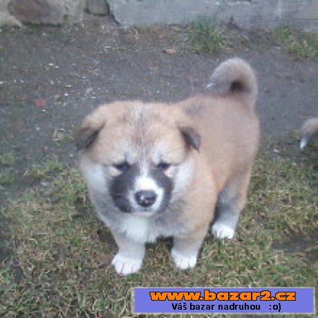 Akita-Inu