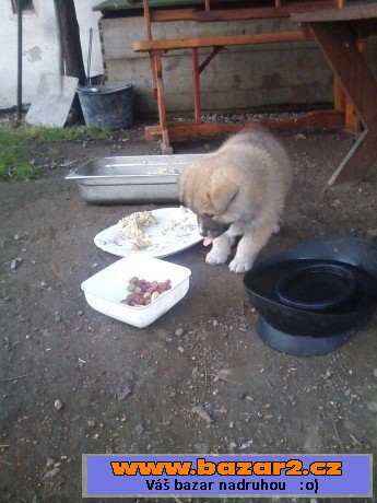 Akita-Inu