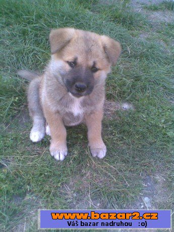 Akita-Inu