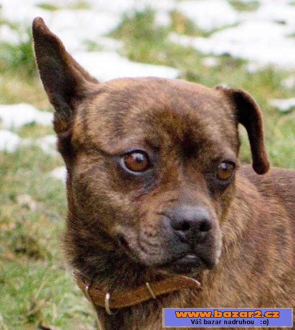 MAISY - Buldoček x - fena 8kg