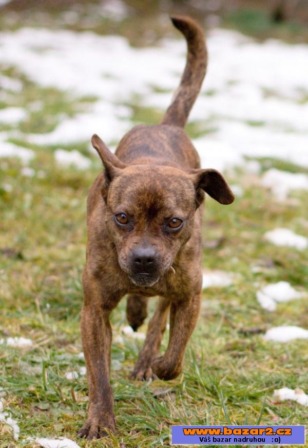 MAISY - Buldoček x - fena 8kg