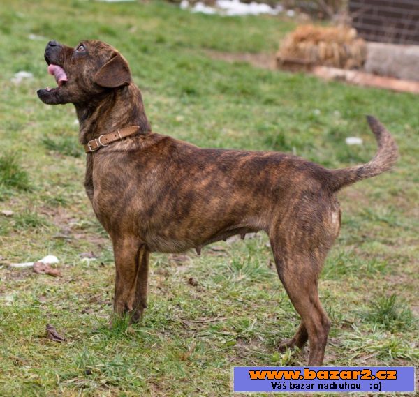MAISY - Buldoček x - fena 8kg