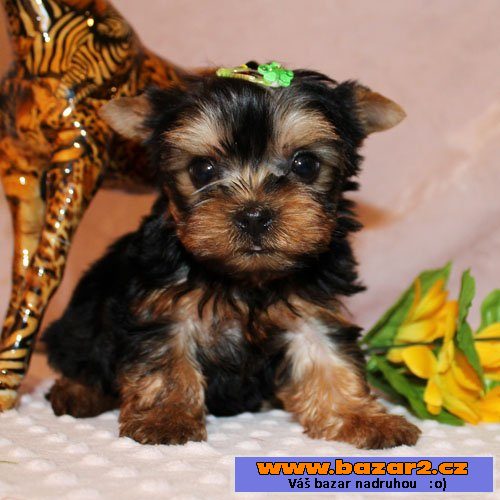  Yorkshire terrier s PP