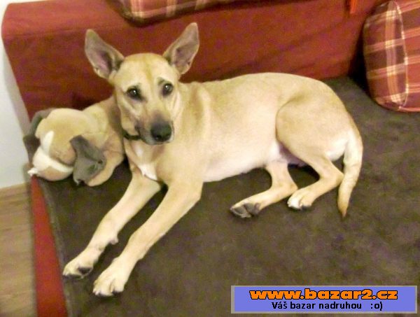 SUNNY - kříženec 15 kg - mladá fena