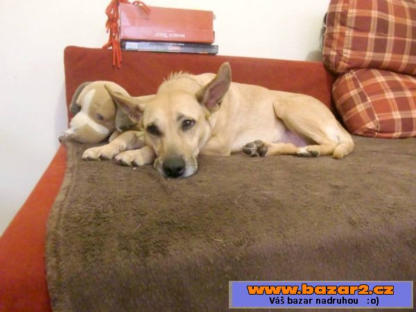 SUNNY - kříženec 15 kg - mladá fena