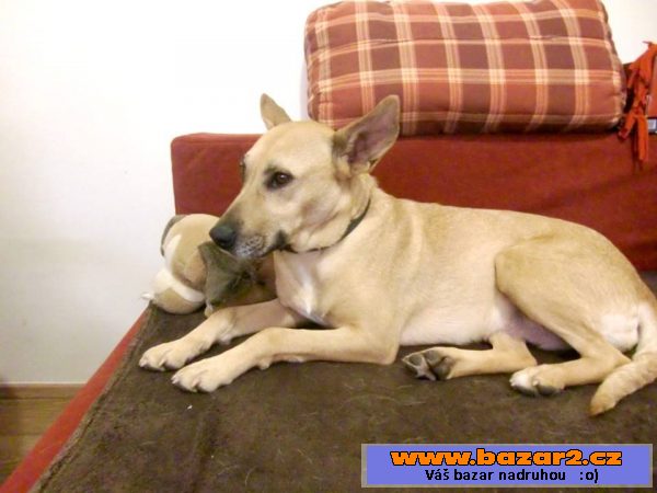 SUNNY - kříženec 15 kg - mladá fena