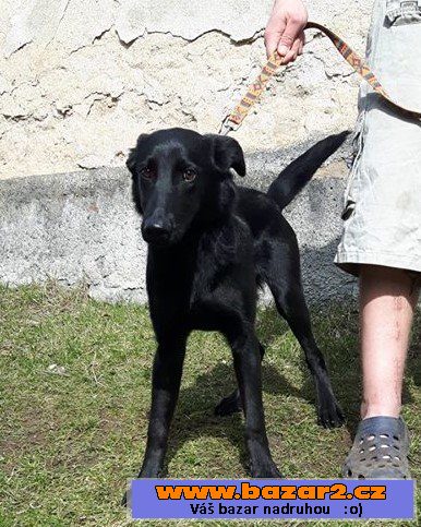 ROXY - Labrador x Ovčák - 5 měsíců 