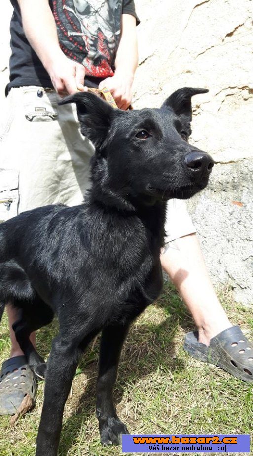 ROXY - Labrador x Ovčák - 5 měsíců 