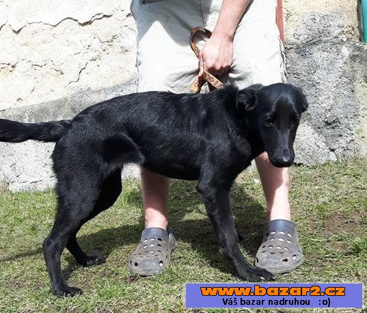ROXY - Labrador x Ovčák - 5 měsíců 