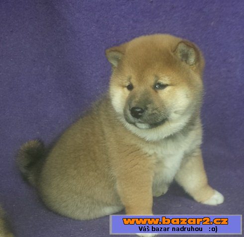 Shiba-inu