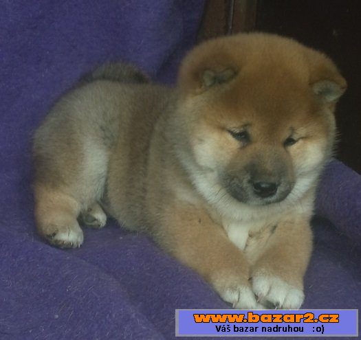 Shiba-inu