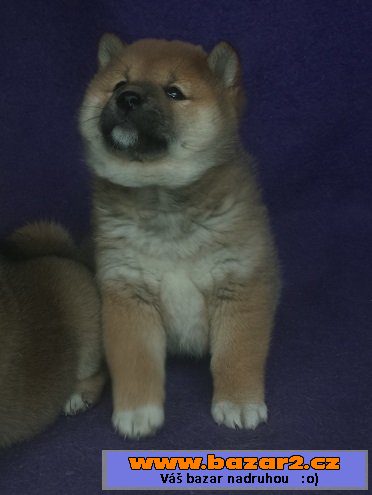 Shiba-inu