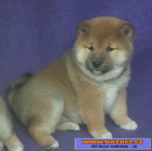 Shiba-inu