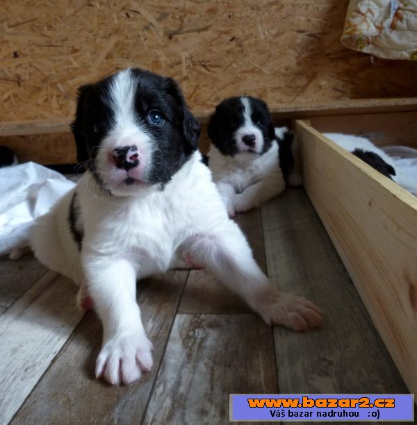 Landseer s PP