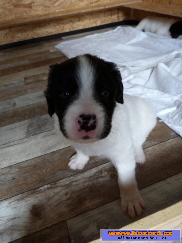 Landseer s PP