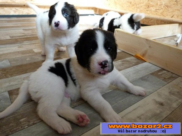 Landseer s PP