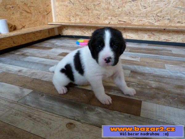 Landseer s PP