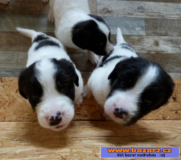 Landseer s PP