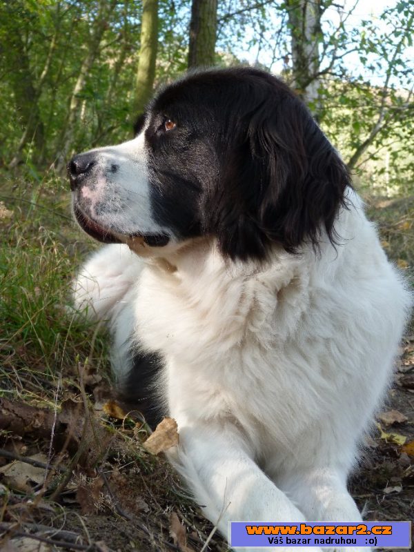 Landseer s PP