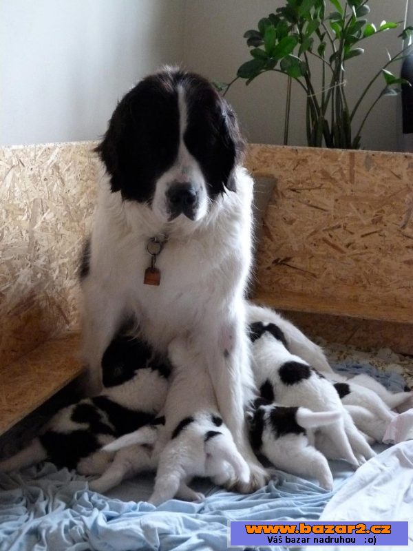 Landseer s PP