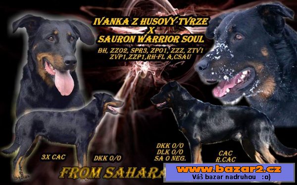 Beauceron - štěňátka s PP