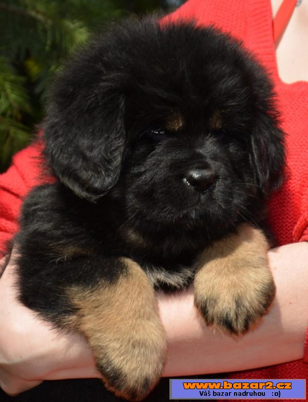 Tibetská doga ( Dog Kyai )  preda