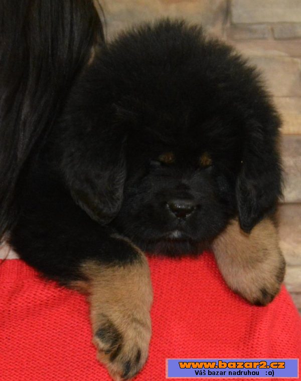 Tibetská doga ( Dog Kyai )  preda