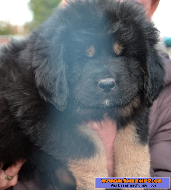 Tibetská doga ( Dog Kyai )  preda