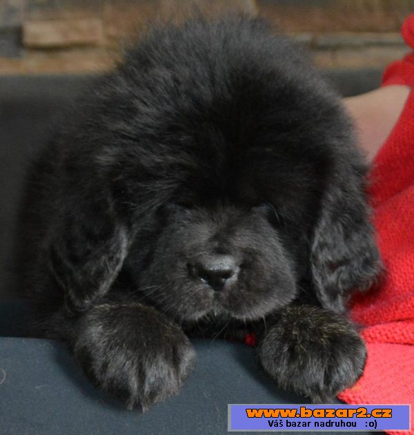 Tibetská doga ( Dog Kyai )  preda