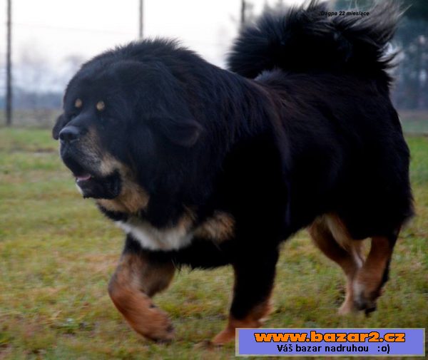 Tibetská doga ( Dog Kyai )  preda