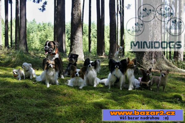 Minidogs - psí salon a hlídání psů