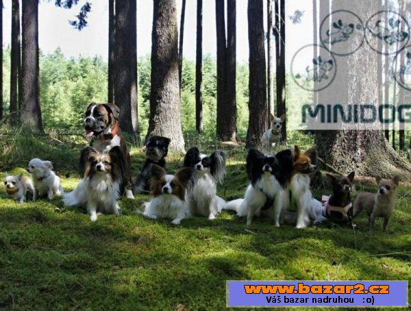 Minidogs - psí salon a hlídání psů