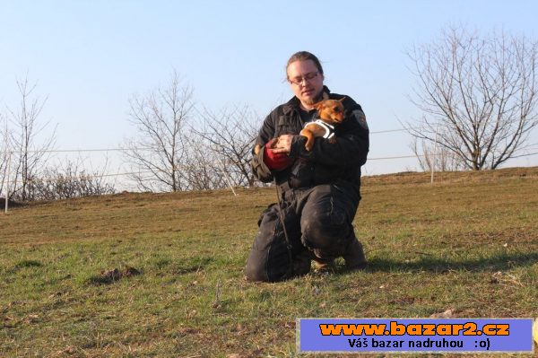 Trpasličí pinč